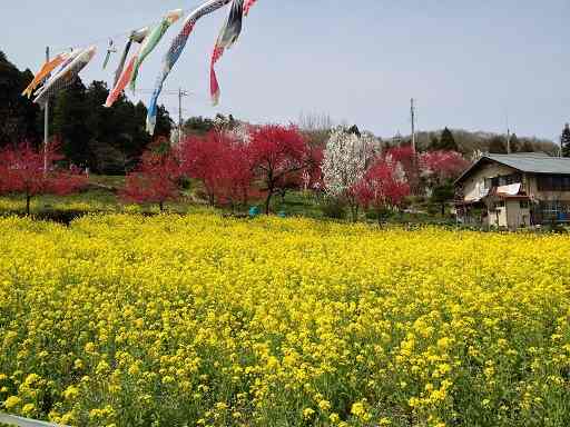 秩父札所 江戸巡礼古道 菜の花