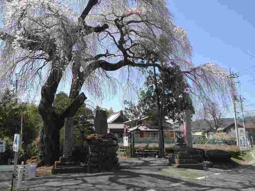 秩父札所二十九番 長泉寺のしだれ桜と延命地蔵