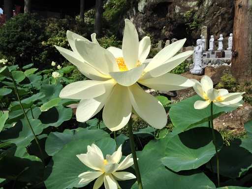 秩父札所札所三番常泉寺の蓮の花