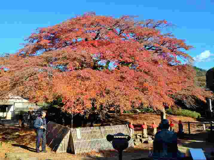 秩父札所八番西善寺のコミネモミジ
