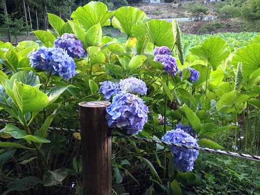 秩父札所二十五番岩谷山久昌寺の紫陽花