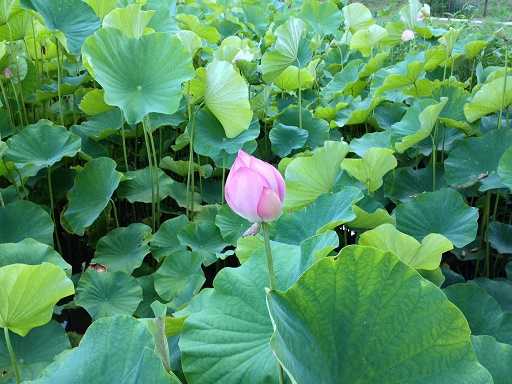 秩父札所二十五番岩谷山久昌寺の弁天池の蓮の花