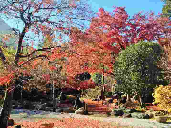 秩父札所二十九番長泉院の紅葉